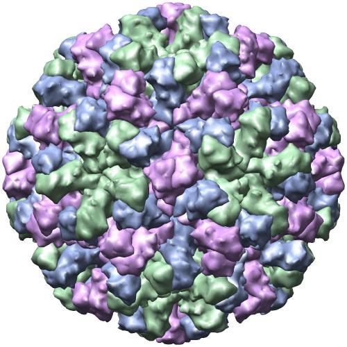 By Prasad, B.V., Hardy, M.E., Dokland, T., Bella, J., Rossmann, M.G., Estes, M.K. - http://www.rcsb.org/pdb/explore/explore.do?structureId=1IHM, Public Domain, https://commons.wikimedia.org/w/index.php?curid=23357009