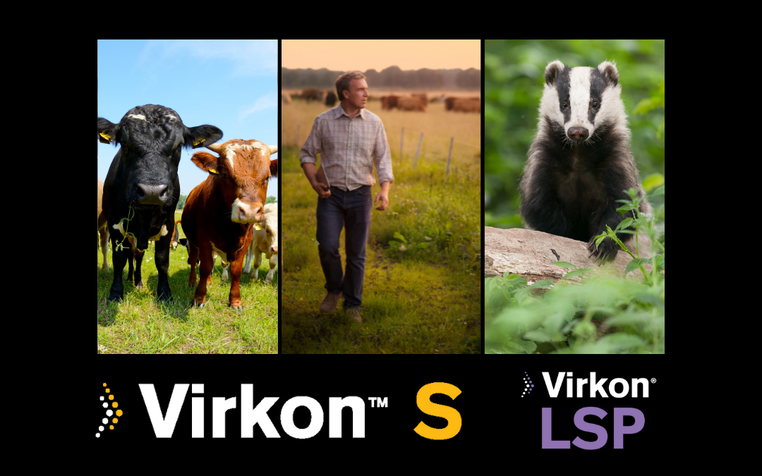 Badgers and Cattle - Bovine Tuberculosis
