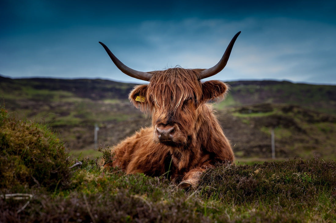 Highland Cattle - Bluetongue 2026
