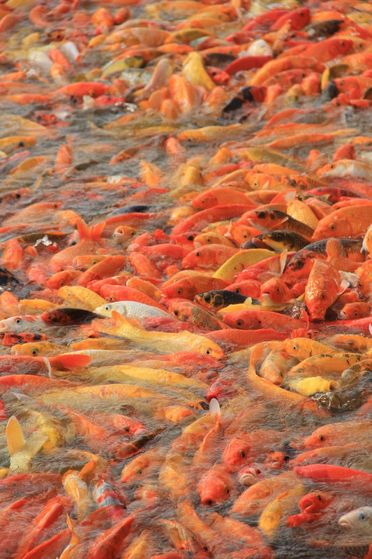 Fish Biosecurity in a Warmer Climate