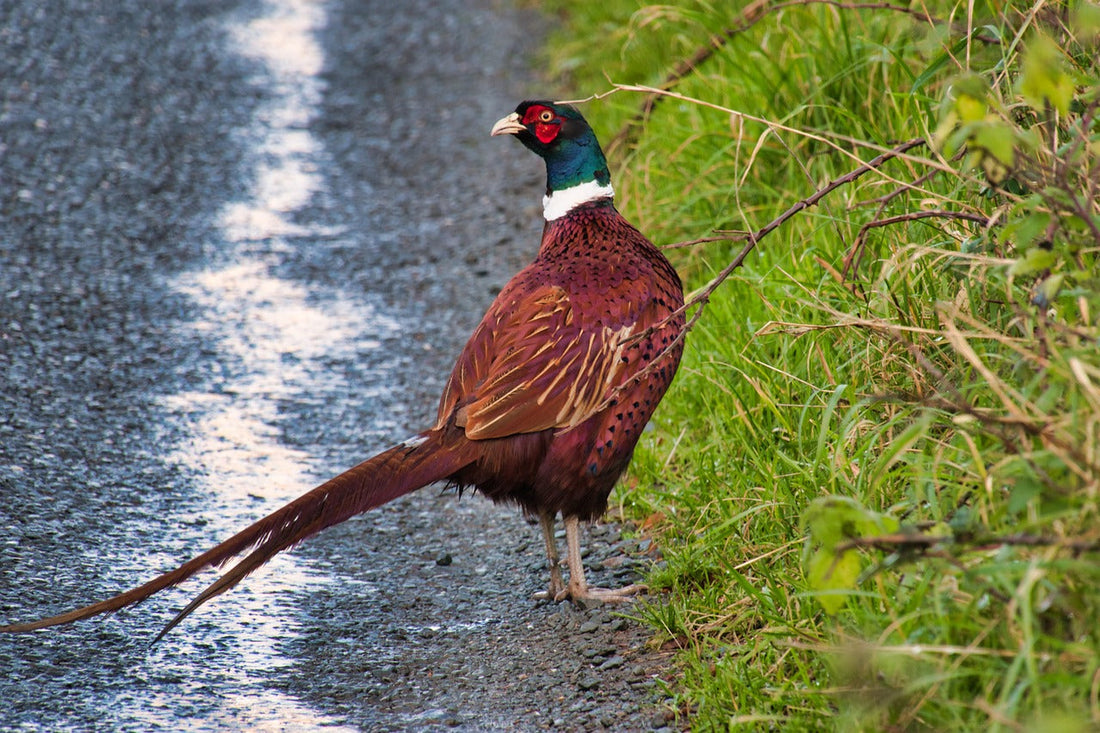 Behind the Biosecurity Lines: What It Really Takes to Stop Bird Flu in the UK