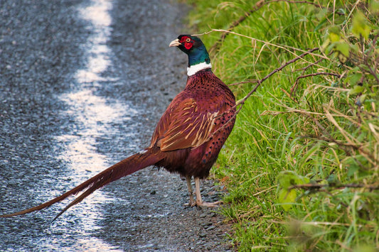 Behind the Biosecurity Lines: What It Really Takes to Stop Bird Flu in the UK