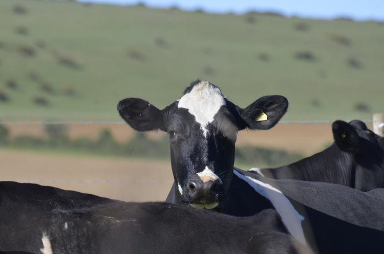 Bovine