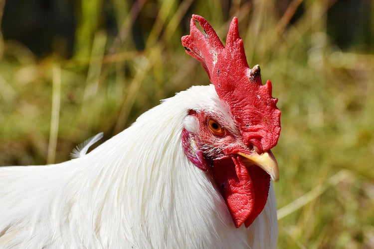 Poultry