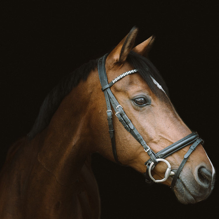 Equine