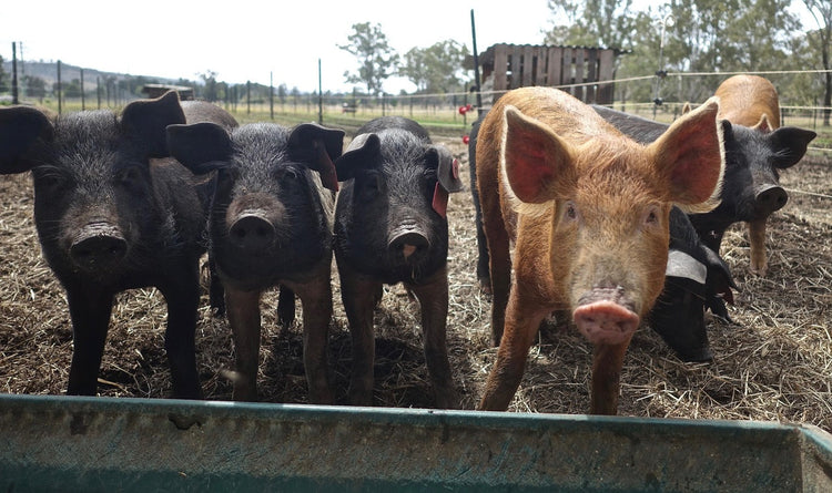 Swine