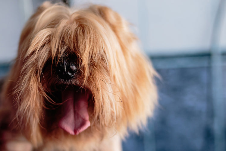 well groomed dog