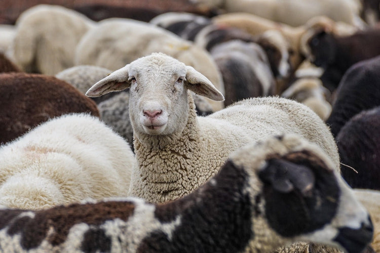 Ovine