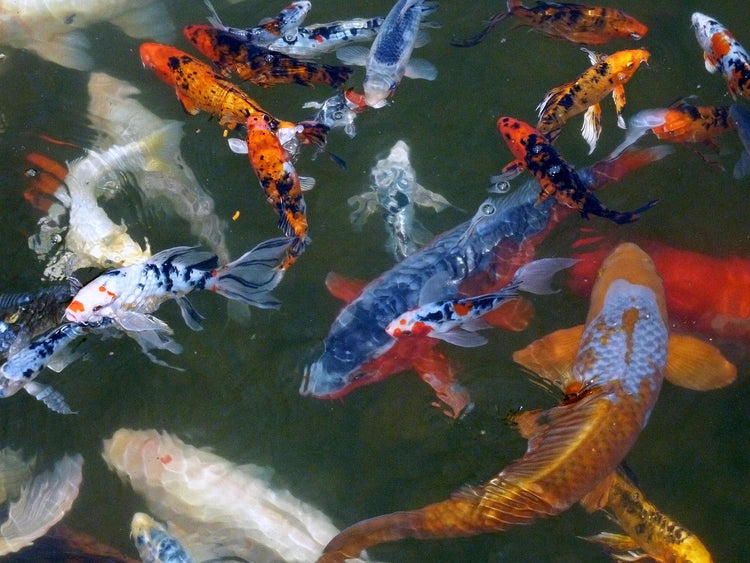 Ornamental Koi Carp Fish in a pond treated with Virkon Aquatic