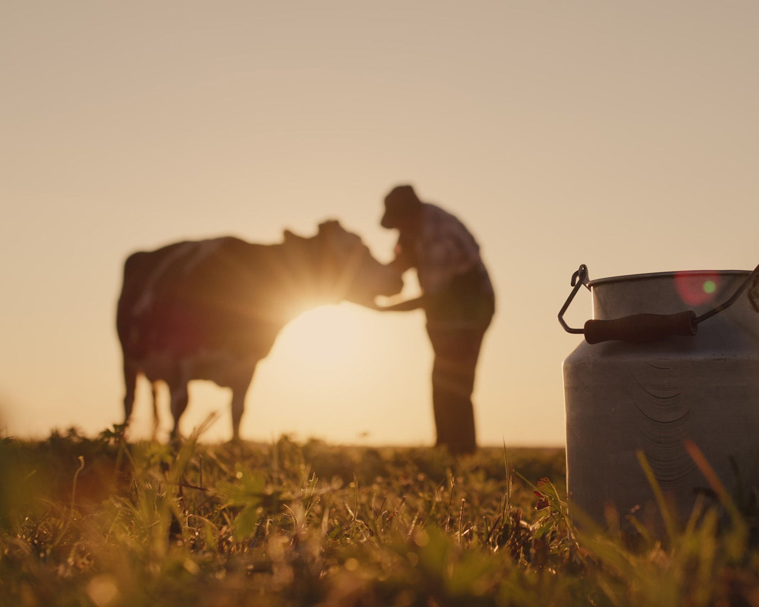 Dairy Farmer milking a cow with milk cans in a field at sunset