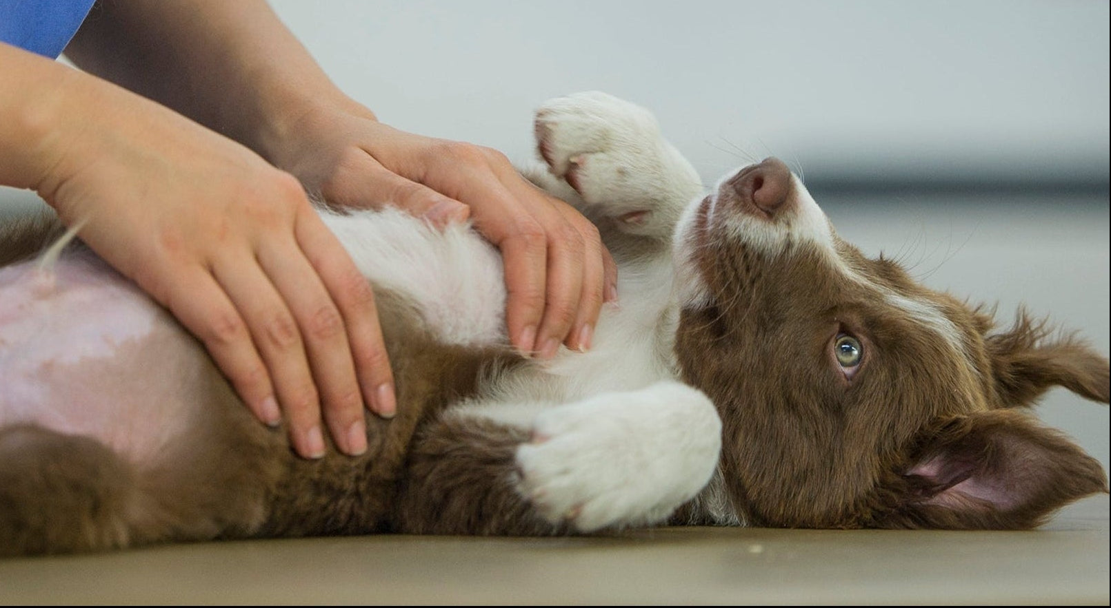 Veterinarians use Virkon S to safely disinfect equipment and surfaces in clinical veterinary surgeries protecting against the widest known spectrum of diseases, viruses, bacteria and other pathogens